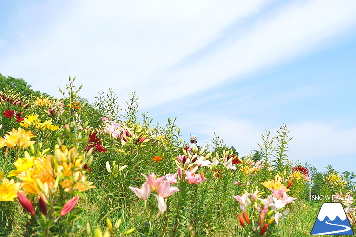 北海道最大級、213万輪のゆりの花！『オーンズ春香山ゆり園』